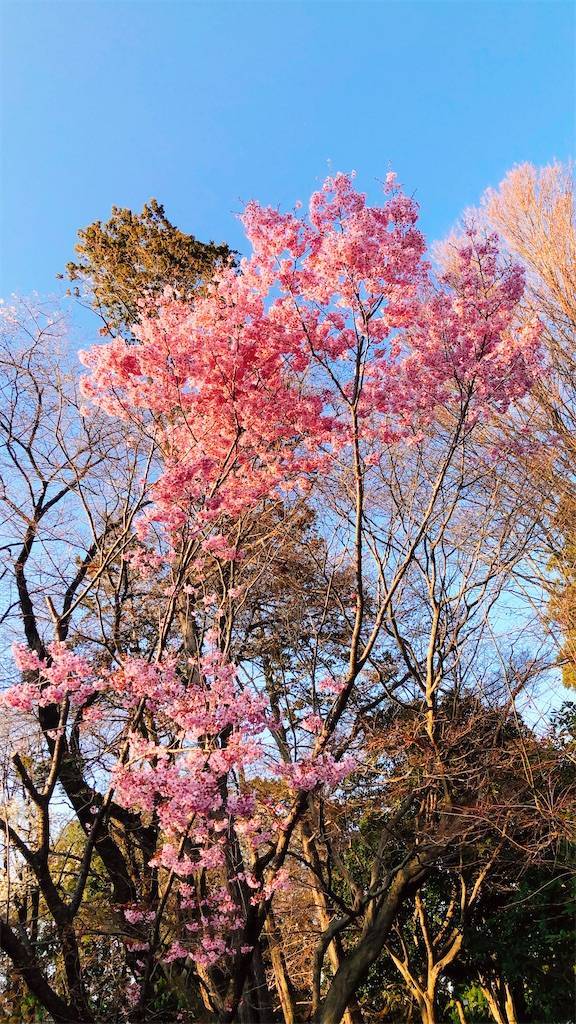 f:id:HirokaK:20200401001224j:image