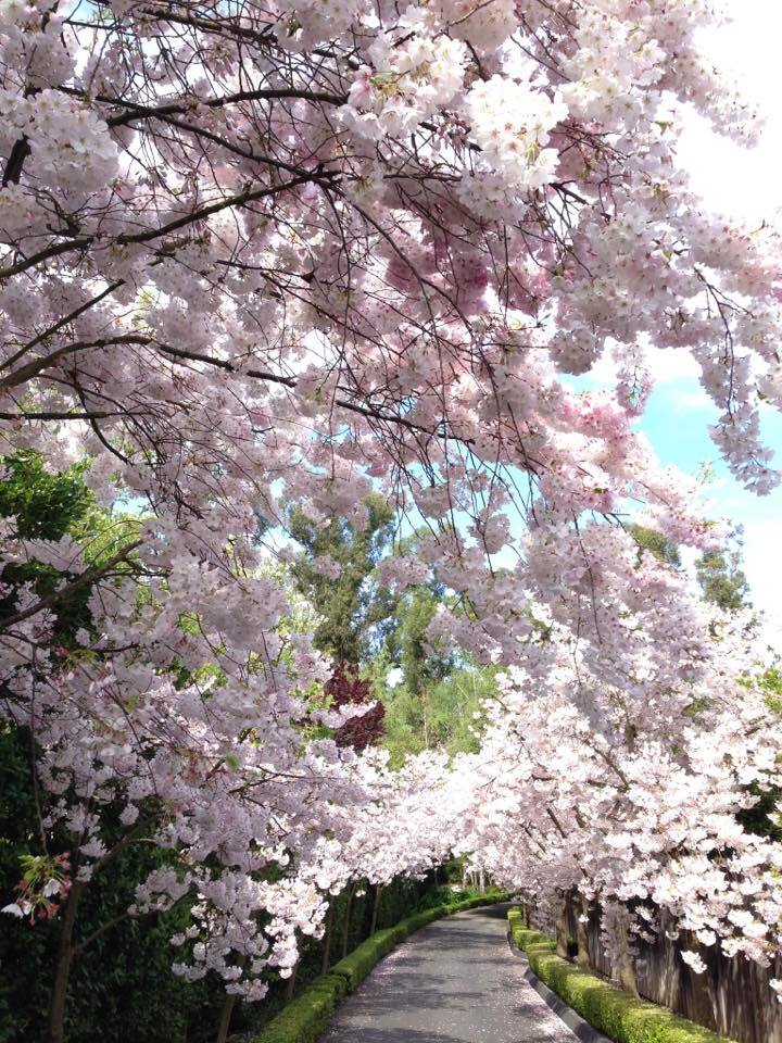 f:id:HirokoOtsu:20170410002201j:plain