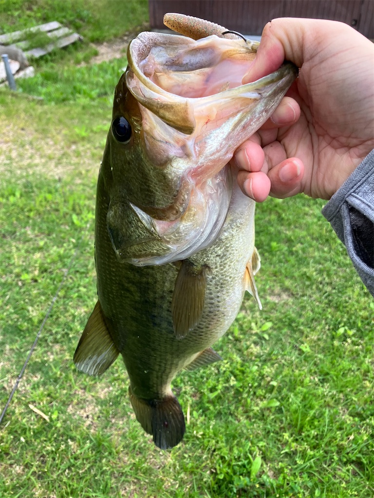 f:id:Hiroro-angler:20260514093151j:image