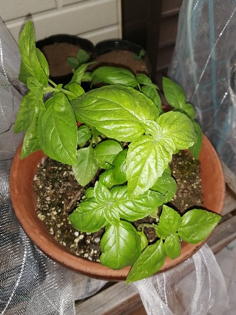 バジル 立場のやさい畑 観察日記