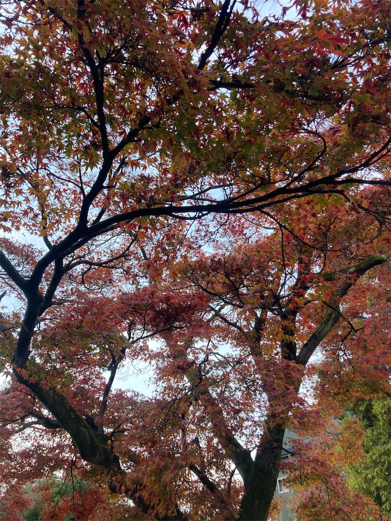 f:id:Hitoyasumisan:20241214094934j:image