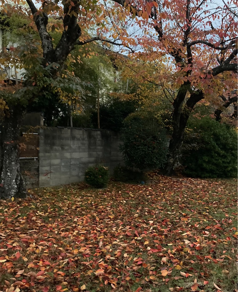 f:id:Hitoyasumisan:20251128094642j:image f:id:Hitoyasumisan:20251128094642j:image