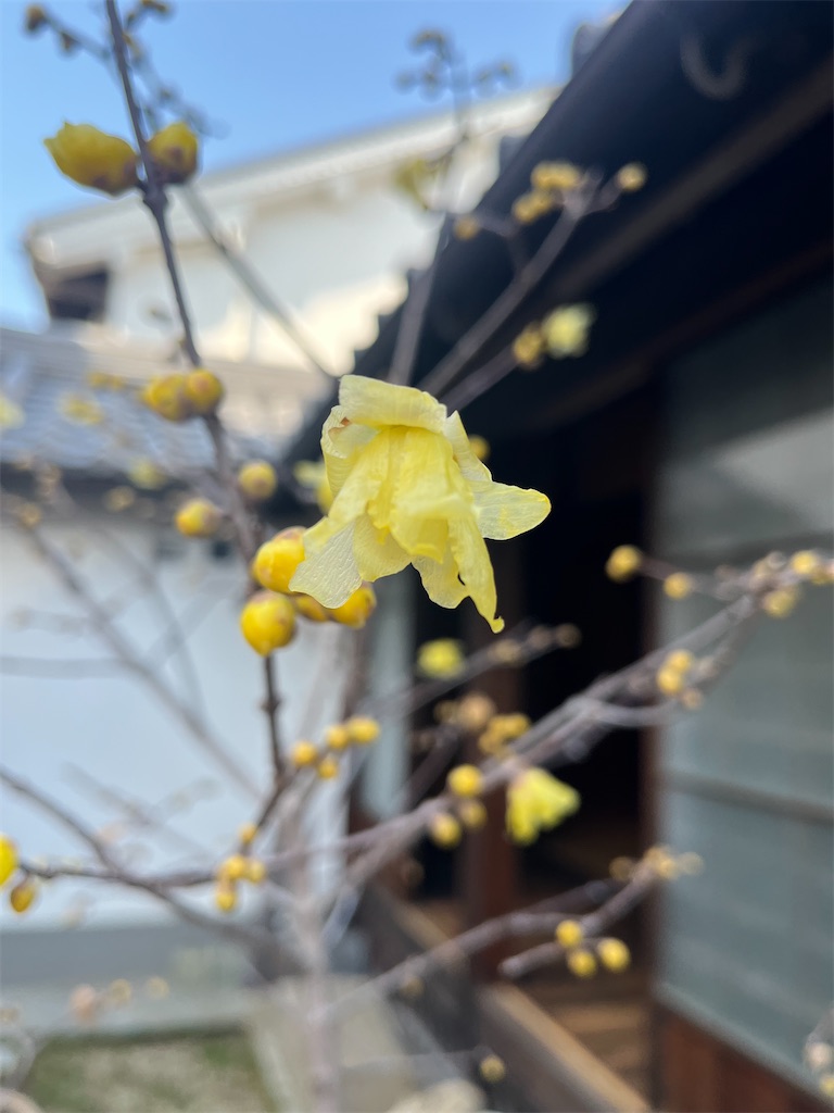f:id:Hitoyasumisan:20260118010318j:image