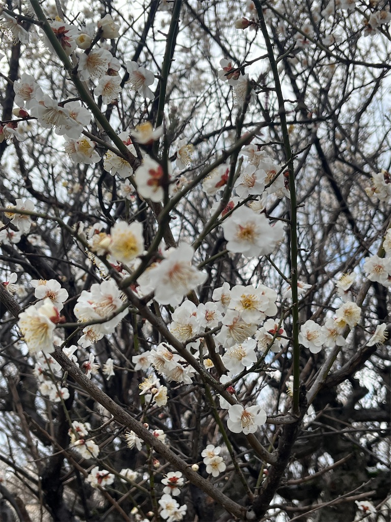f:id:Hitoyasumisan:20260209210033j:image