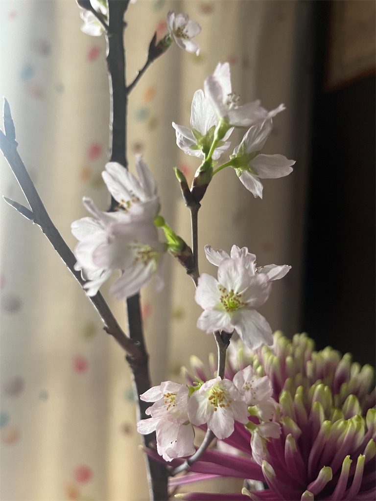 f:id:Hitoyasumisan:20260213081025j:image