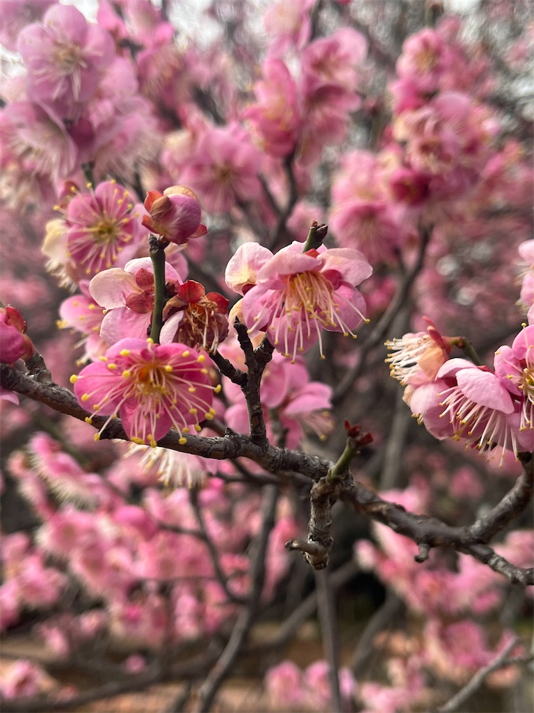 f:id:Hitoyasumisan:20260218210541j:image f:id:Hitoyasumisan:20260218210541j:image