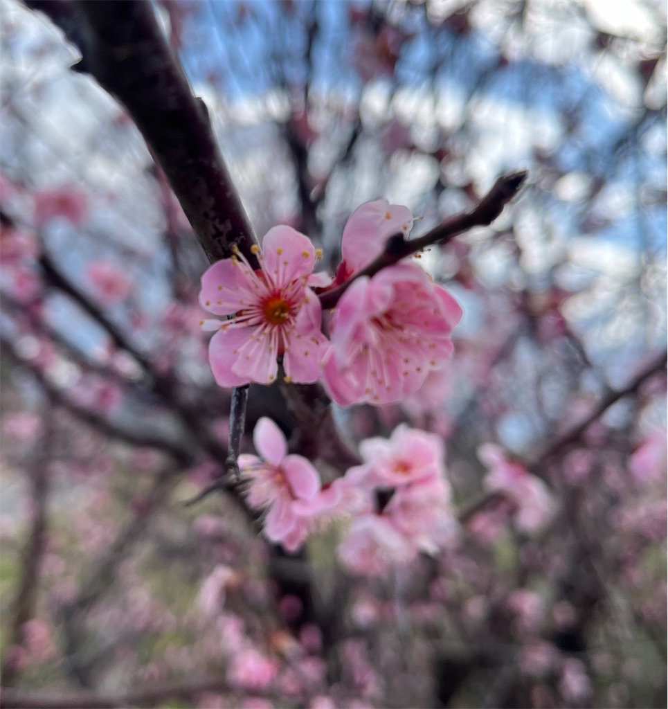 f:id:Hitoyasumisan:20260310201634j:image f:id:Hitoyasumisan:20260310201634j:image