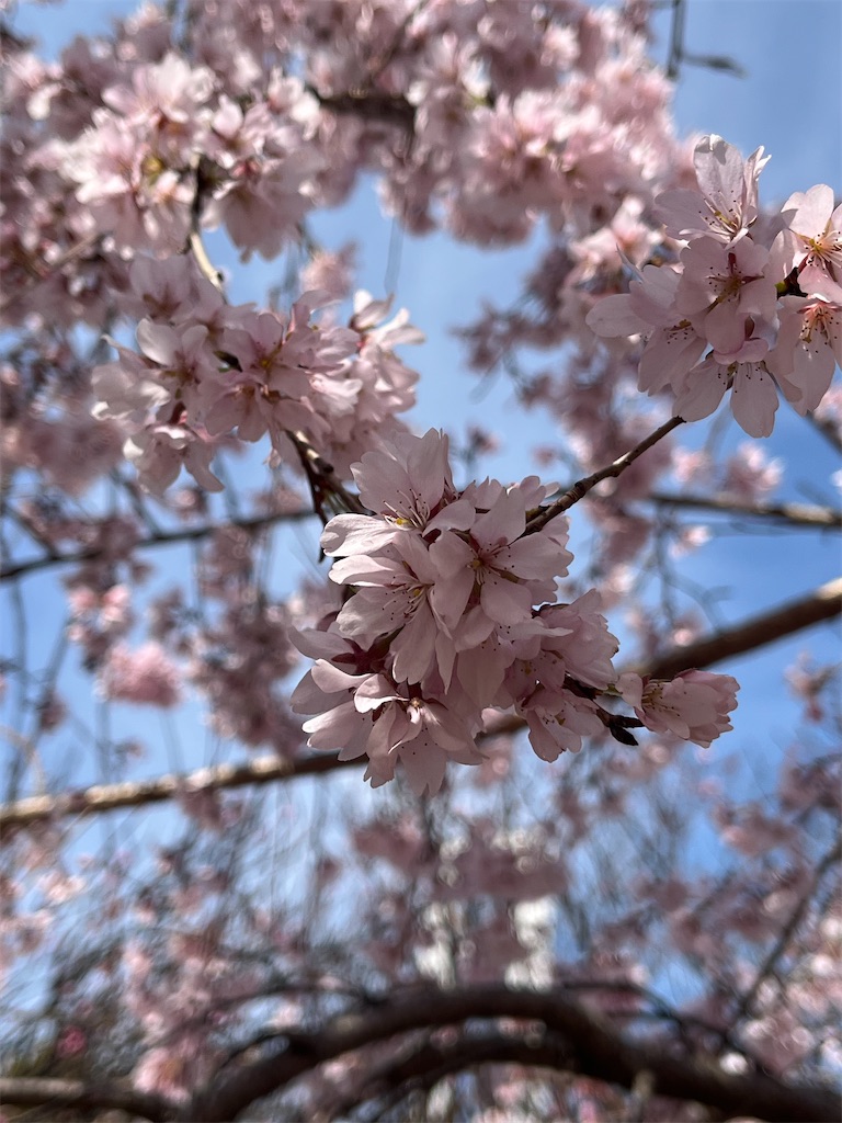 f:id:Hitoyasumisan:20260324105318j:image f:id:Hitoyasumisan:20260324105318j:image