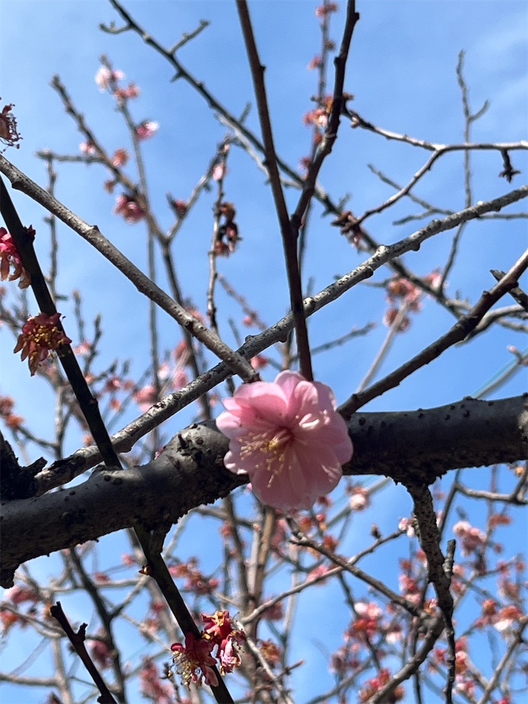 f:id:Hitoyasumisan:20260324105423j:image f:id:Hitoyasumisan:20260324105423j:image