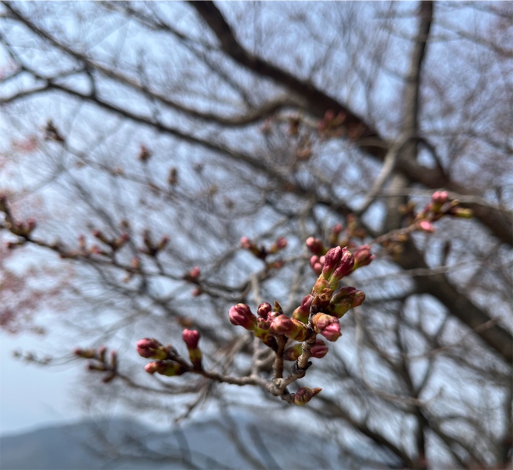 f:id:Hitoyasumisan:20260329230515j:image