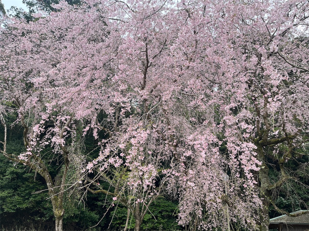 f:id:Hitoyasumisan:20260405224141j:image