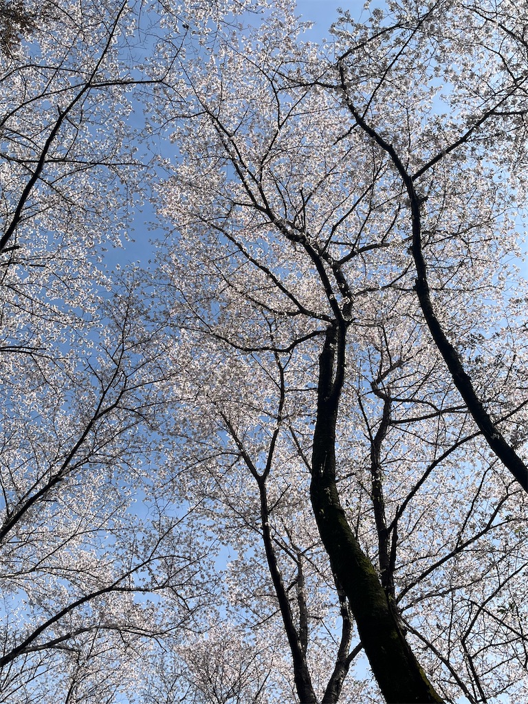f:id:Hitoyasumisan:20260405225551j:image
