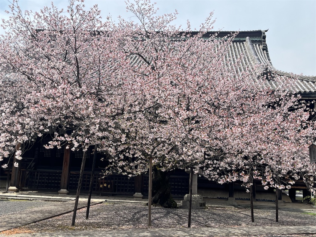 f:id:Hitoyasumisan:20260406171713j:image