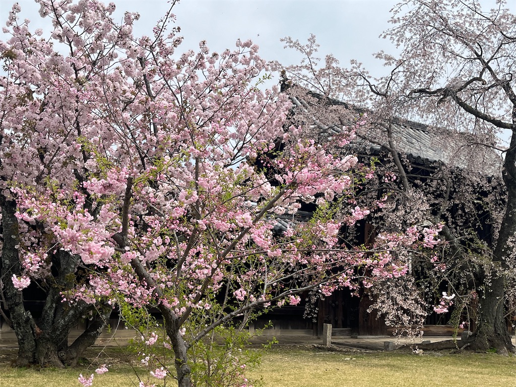 f:id:Hitoyasumisan:20260406171828j:image