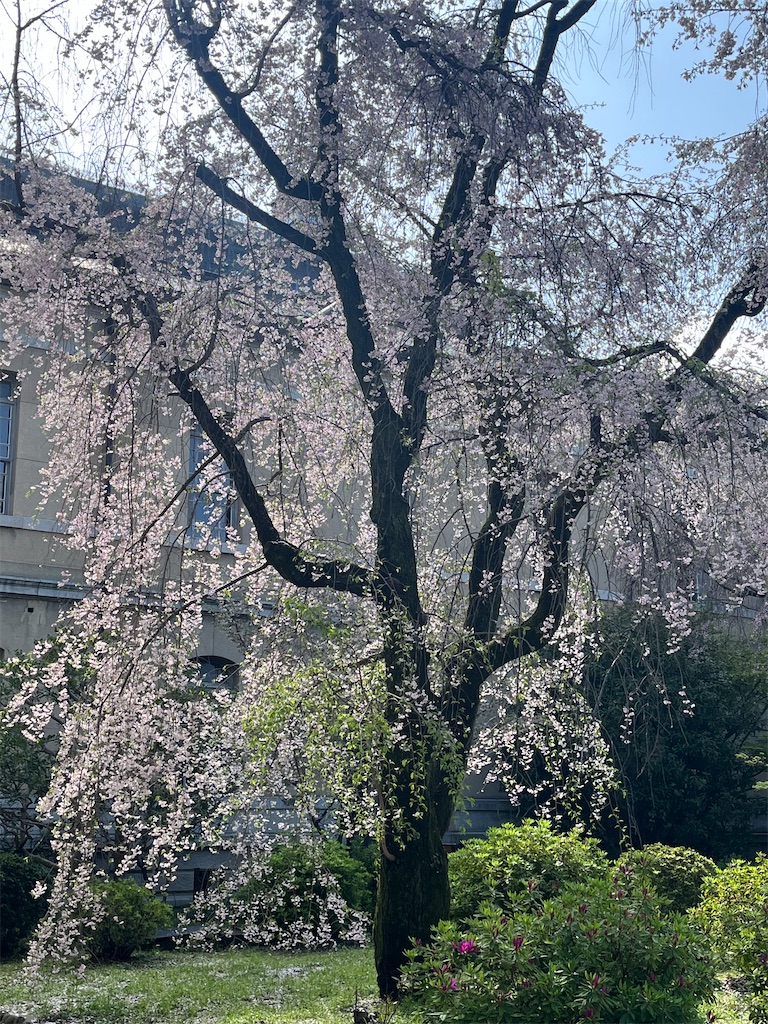 f:id:Hitoyasumisan:20260411233923j:image f:id:Hitoyasumisan:20260411233923j:image