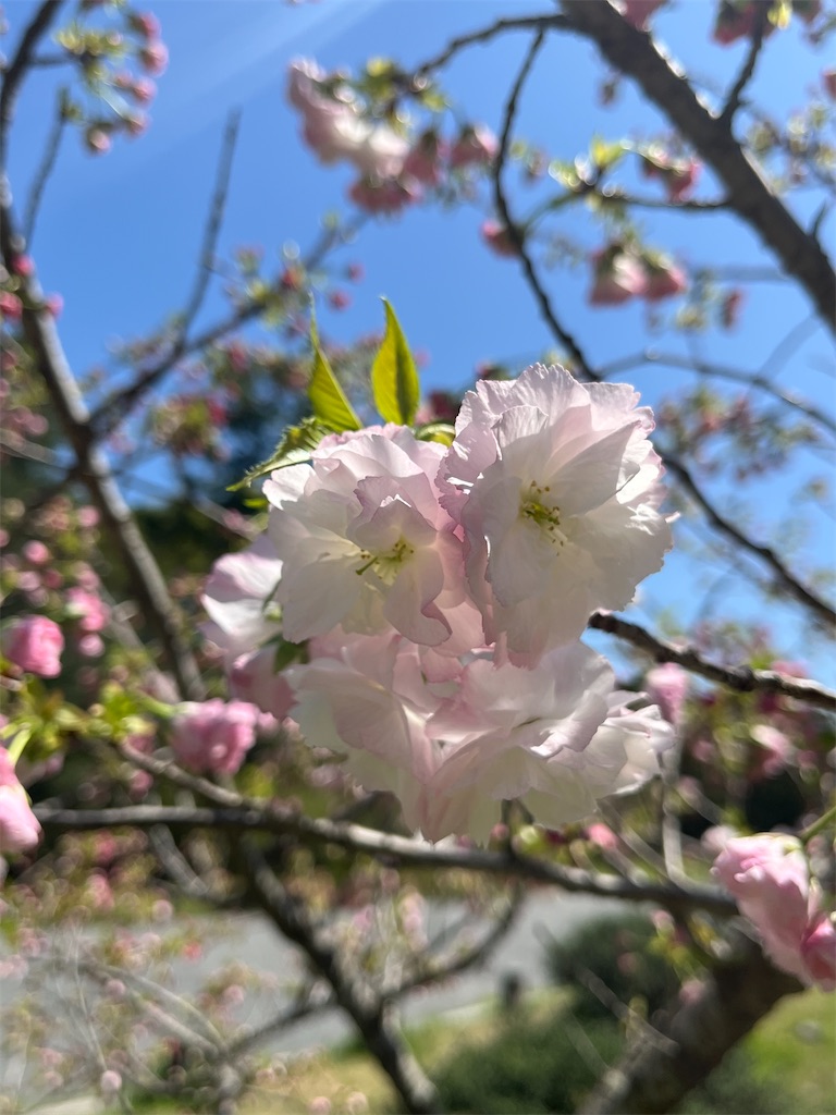 f:id:Hitoyasumisan:20260411234607j:image f:id:Hitoyasumisan:20260411234607j:image