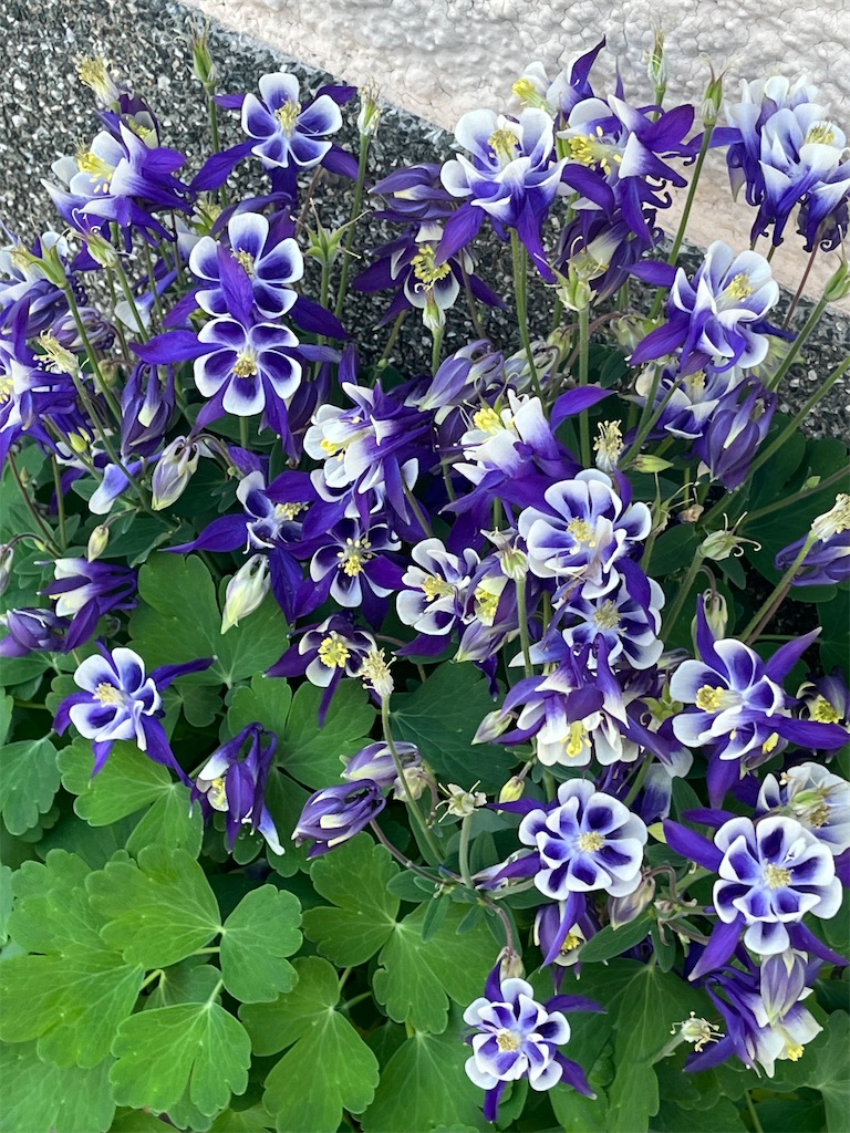 f:id:Hitoyasumisan:20260416201941j:image f:id:Hitoyasumisan:20260416201941j:image