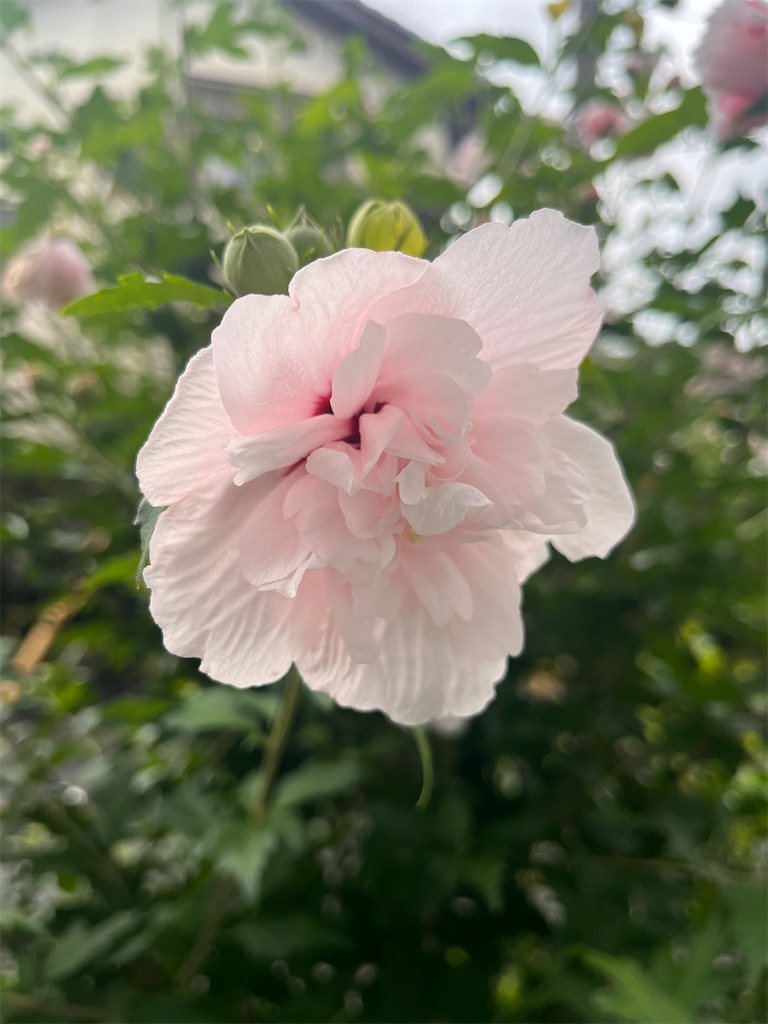 f:id:Hitoyasumisan:20260629080345j:image