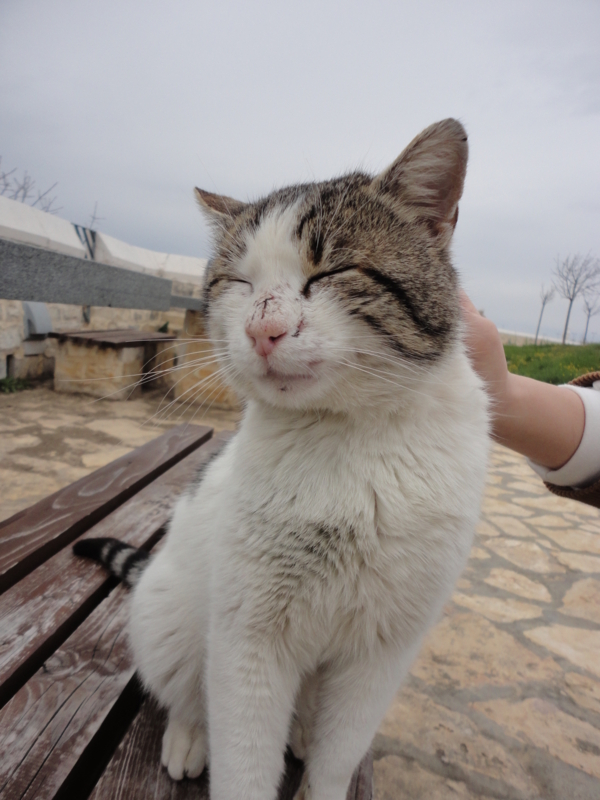 f:id:Hitsujigusa:20160310232408j:image:w280