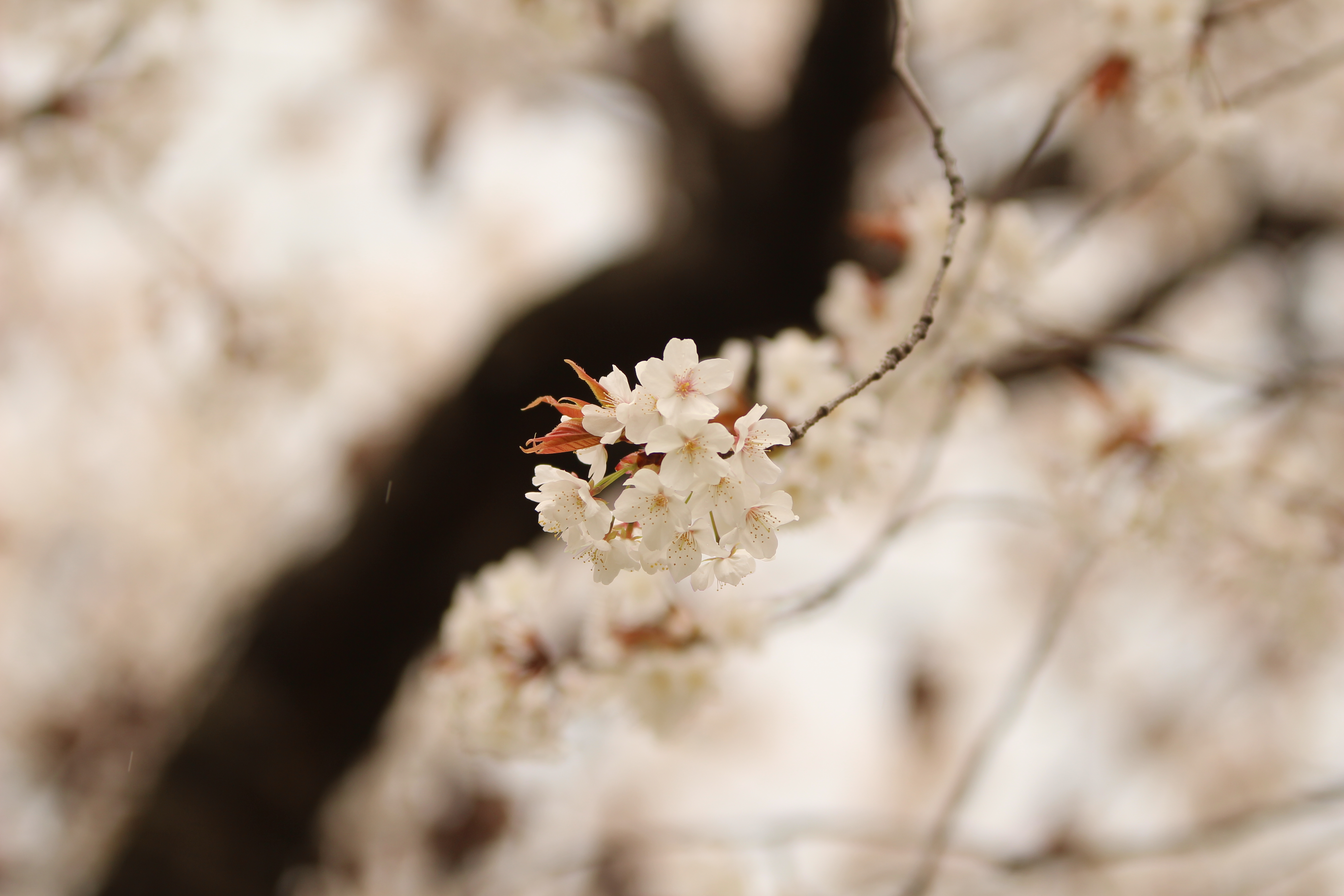 f:id:Hlyrnir:20190403001438j:plain f:id:Hlyrnir:20190403001438j:plain