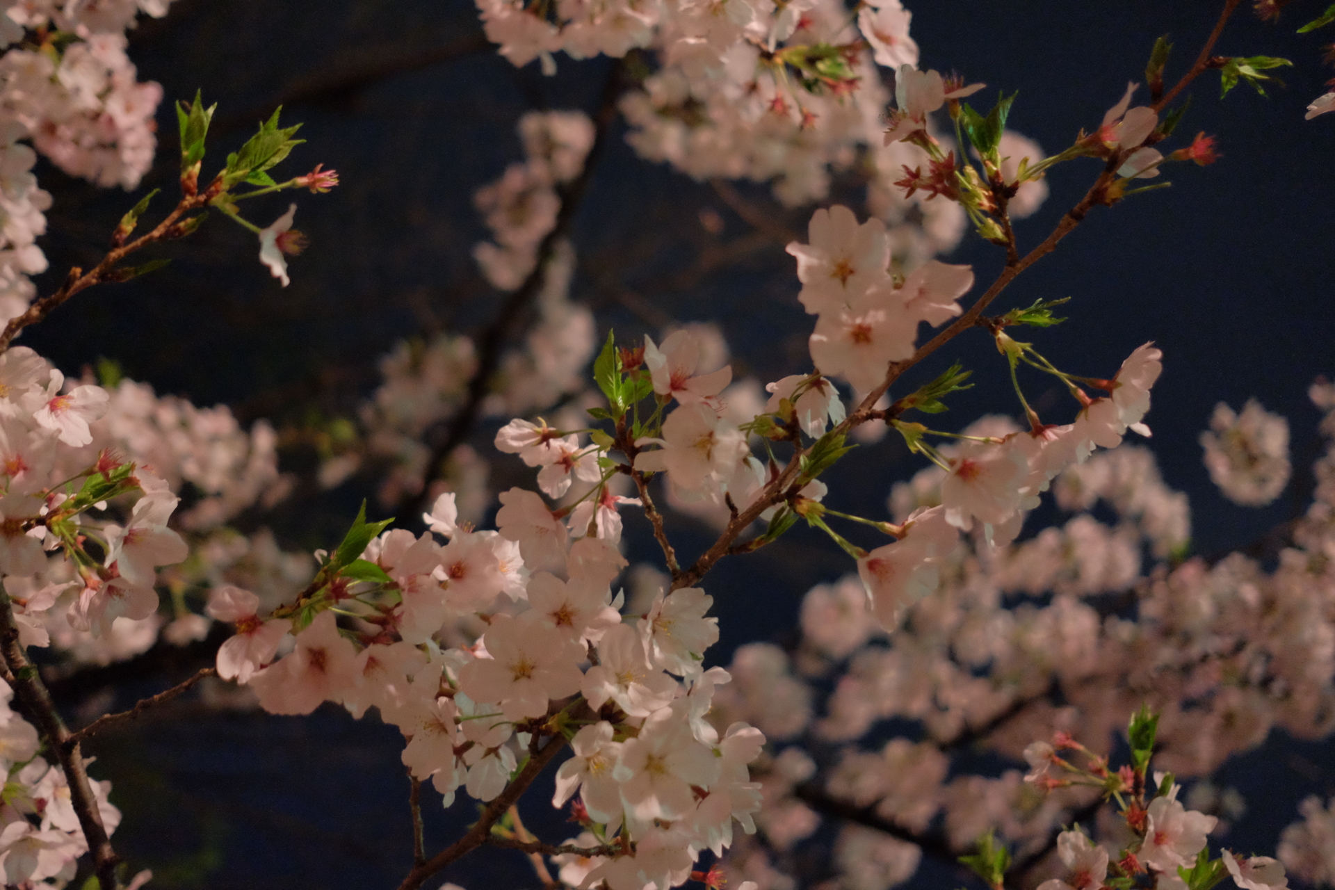 f:id:Hokkorina:20170409193133j:plain f:id:Hokkorina:20170409193133j:plain