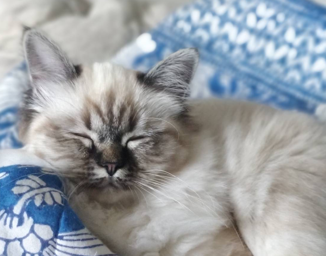 f:id:HokuoGameCat:20191105181720p:plain f:id:HokuoGameCat:20191105181720p:plain