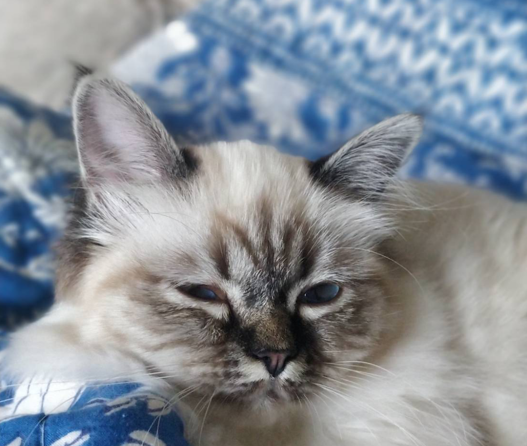 f:id:HokuoGameCat:20191105181727p:plain f:id:HokuoGameCat:20191105181727p:plain