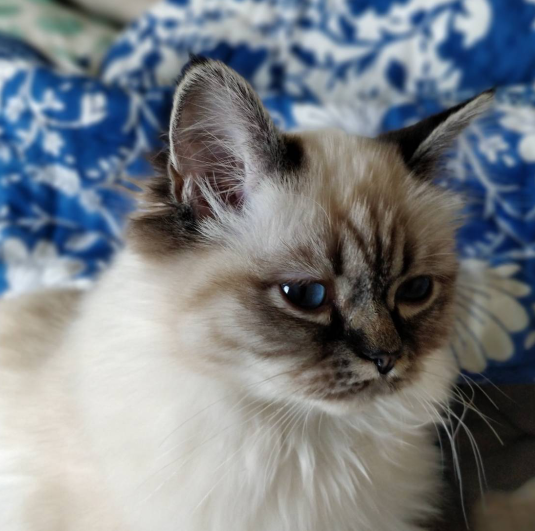 f:id:HokuoGameCat:20191105181810p:plain f:id:HokuoGameCat:20191105181810p:plain