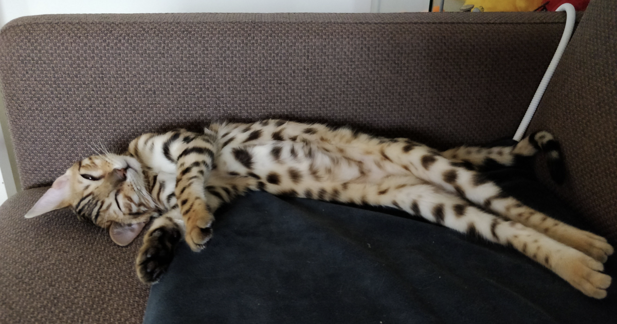 さてインディーゲームスタジオのマーケティングの話をしようか インタビュー編 Hokuogamecat