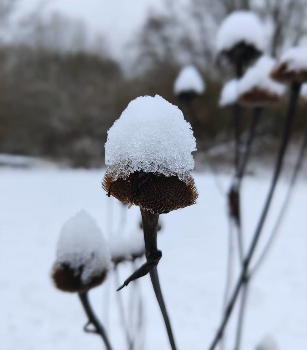 f:id:HokuoGameCat:20210111214024j:plain