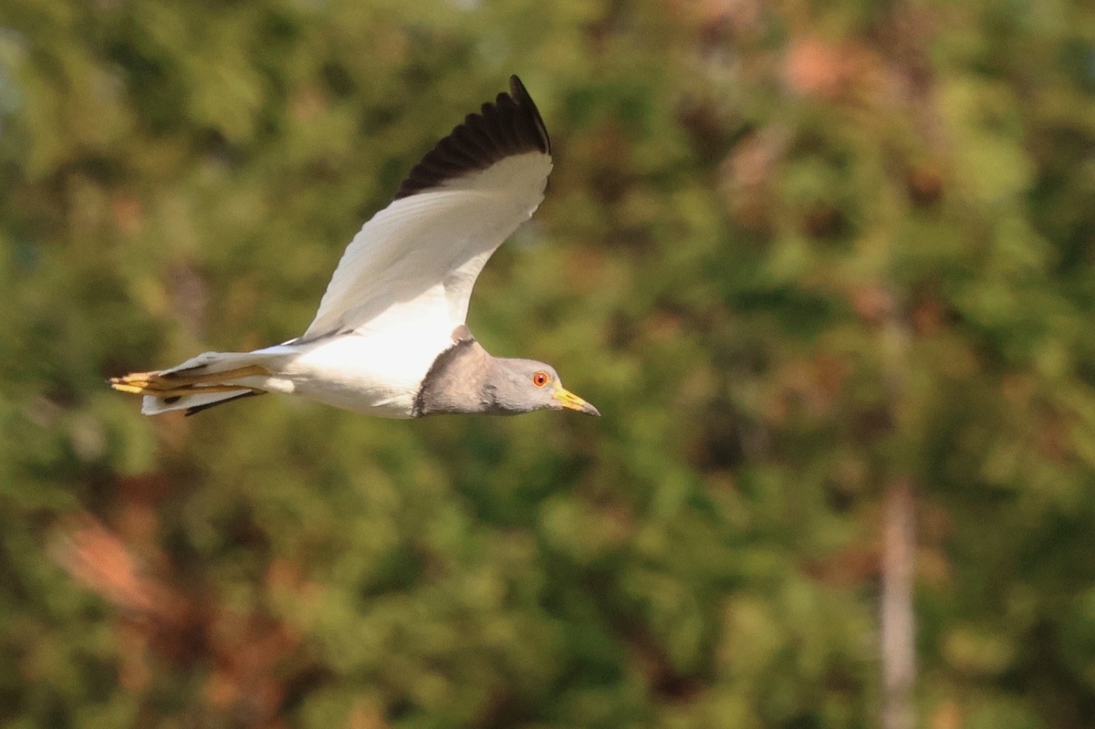 ケリ - 北総バードの野鳥日誌