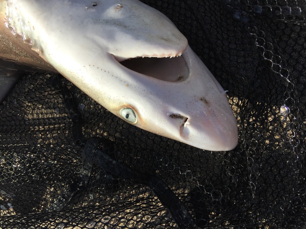 f:id:HomeBrewStudio:20161112094059j:plain