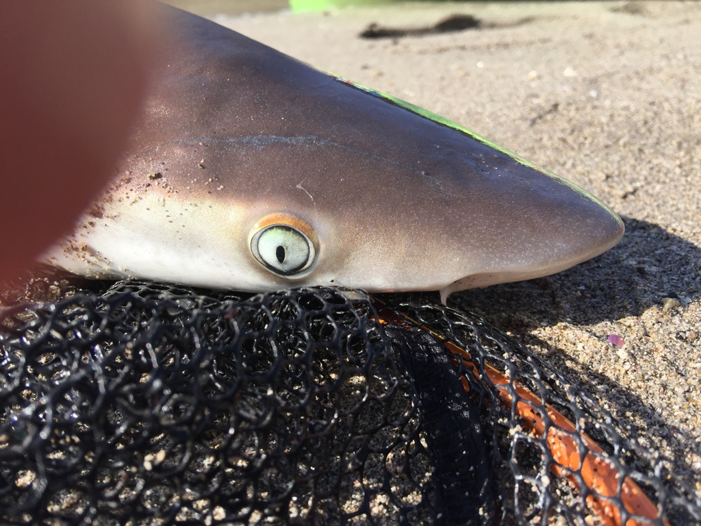 f:id:HomeBrewStudio:20161112094146j:plain