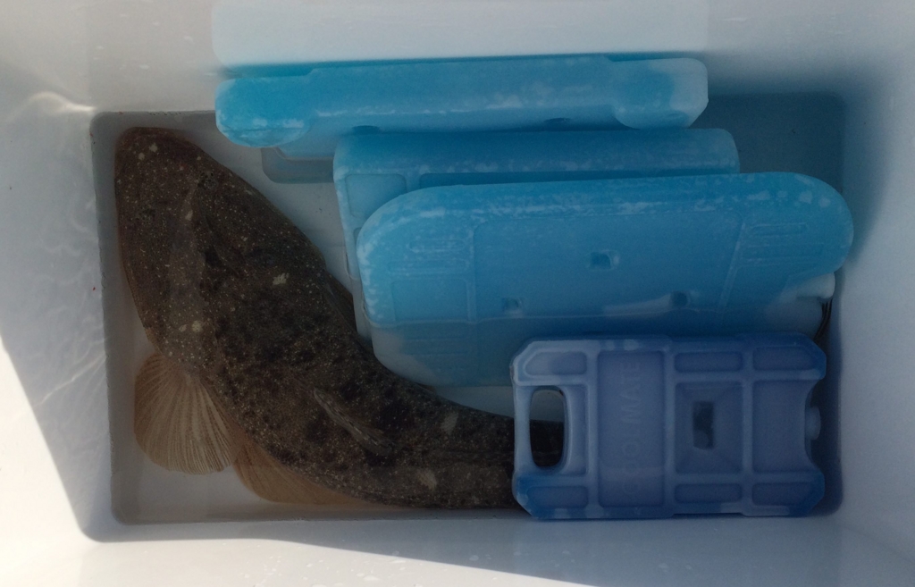 f:id:HomeBrewStudio:20170219161732j:plain f:id:HomeBrewStudio:20170219161732j:plain