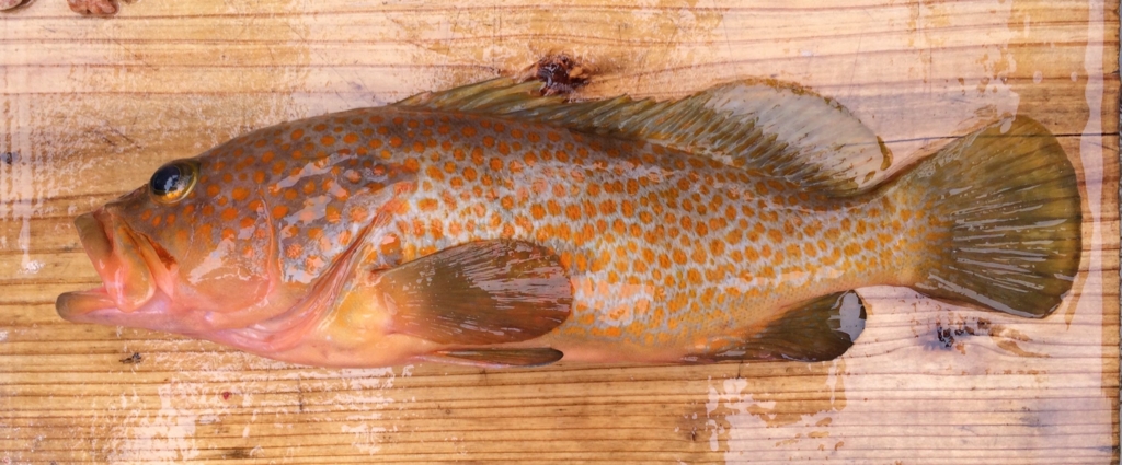 f:id:HomeBrewStudio:20170409143907j:plain