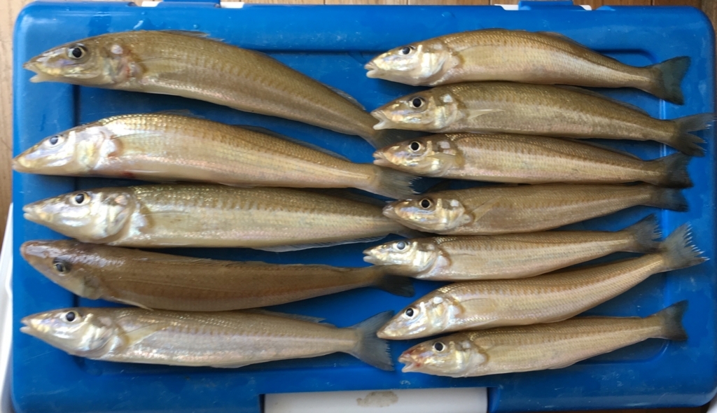 f:id:HomeBrewStudio:20180505151639j:plain