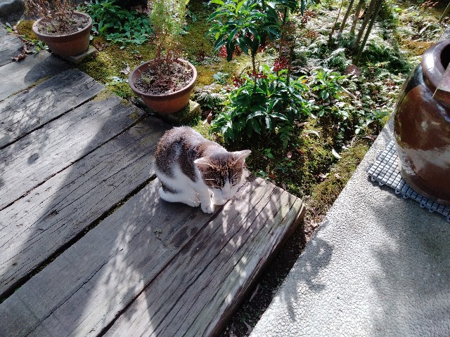 f:id:Honeroku:20211109222435j:image
