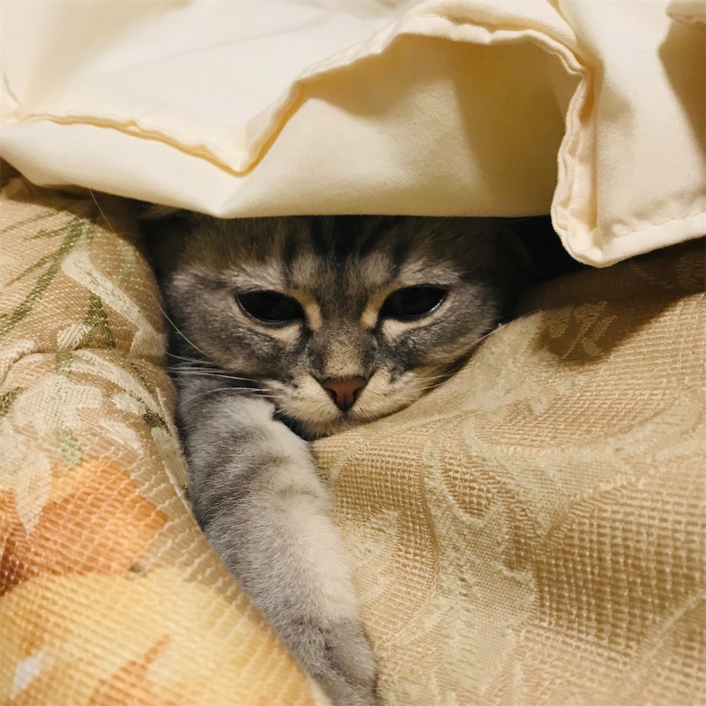 f:id:Honeychang:20191230205844j:image f:id:Honeychang:20191230205844j:image