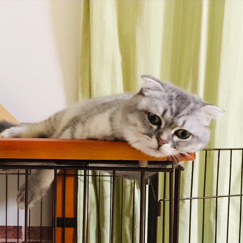 f:id:Honeychang:20191230210555j:image f:id:Honeychang:20191230210555j:image