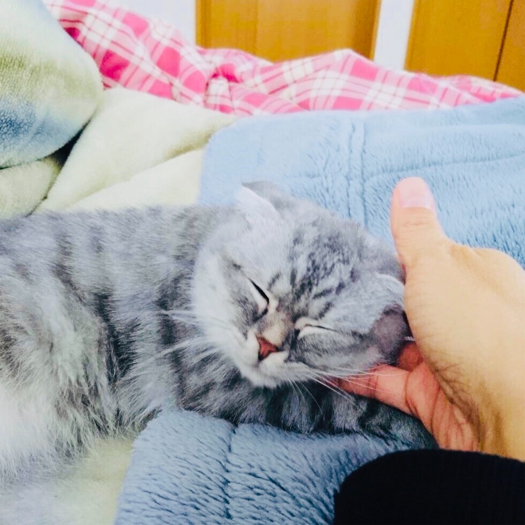 f:id:Honeychang:20191230210641j:image f:id:Honeychang:20191230210641j:image