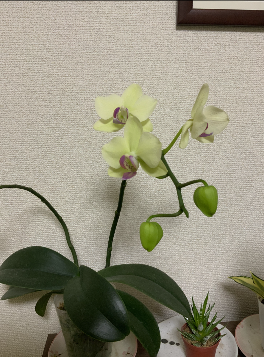 f:id:Honoluluchampi:20211224021907p:plain