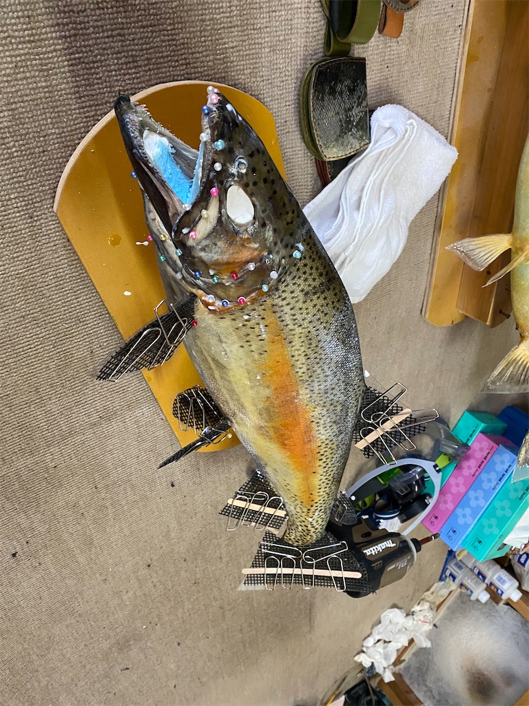 虹鱒剥製(^^) - Hoozuki's blog