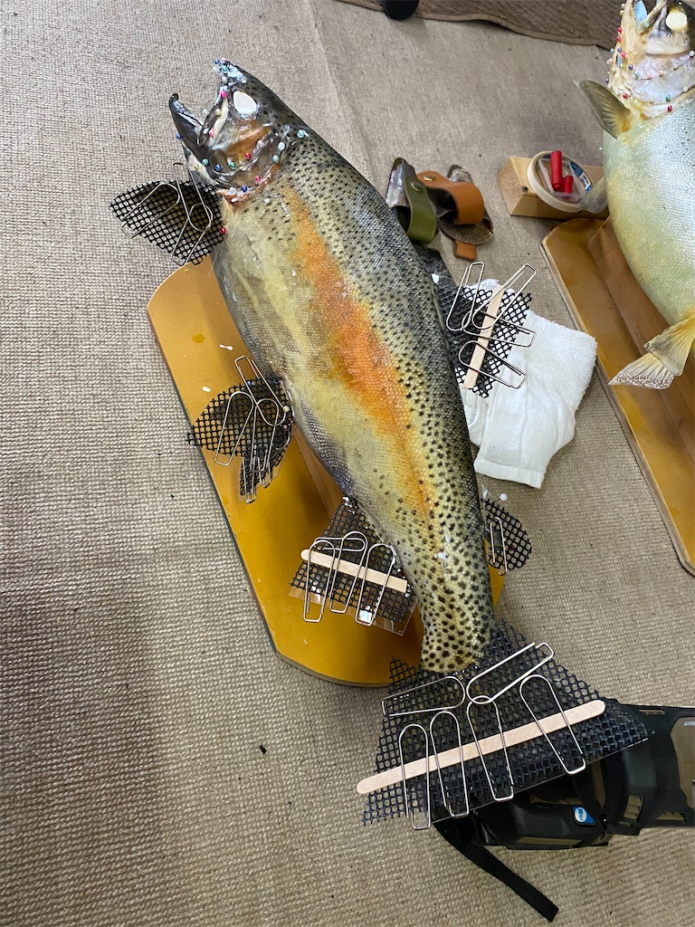 虹鱒剥製(^^) - Hoozuki's blog