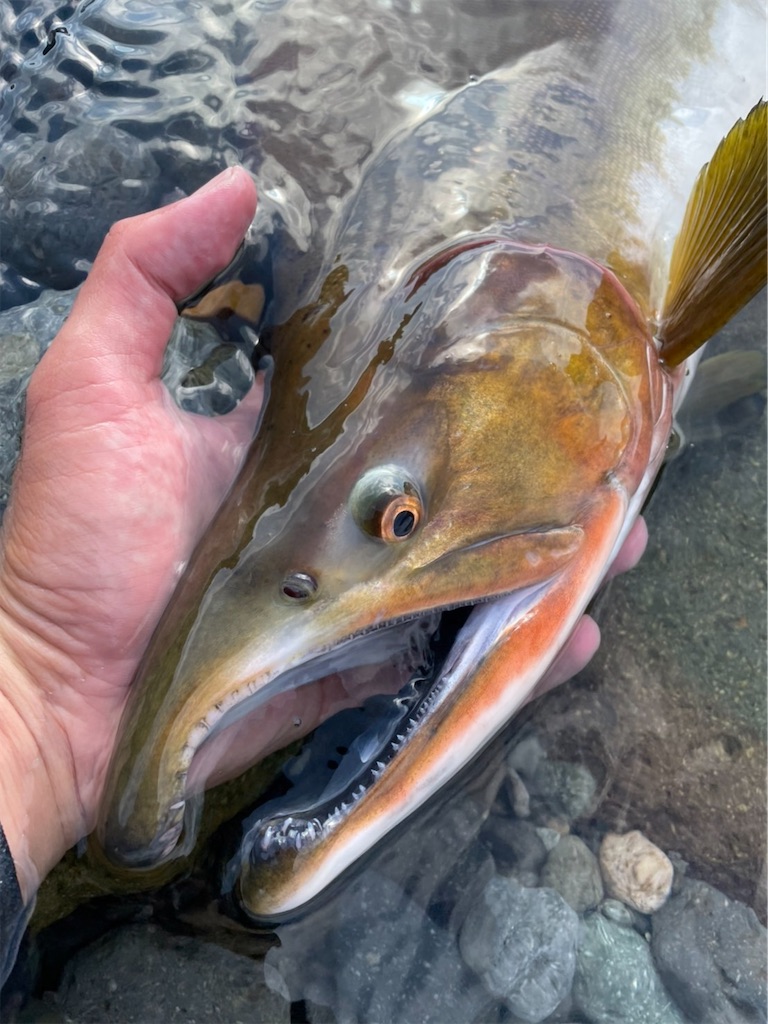 カラフトマス(^^♪ - Hoozuki's blog