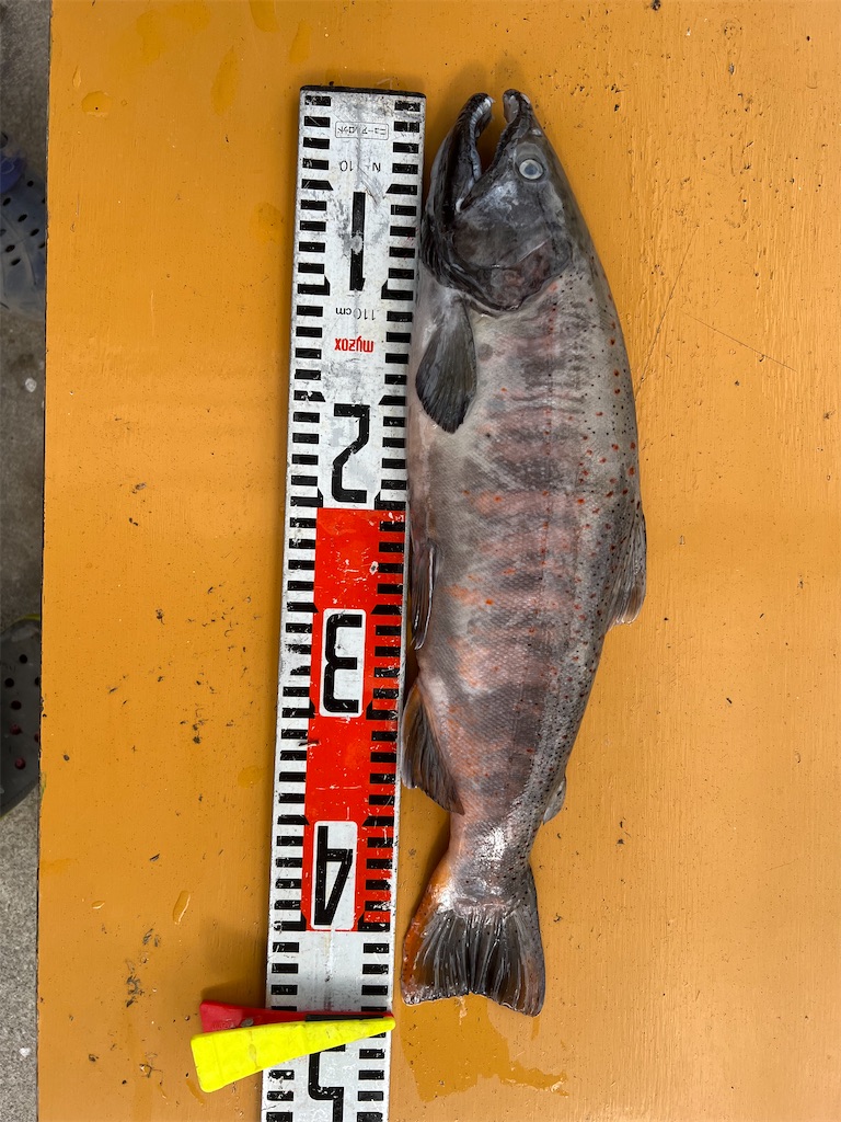 アマゴ剥製 渓流魚剥製 壁飾り インテリア 魚の剥製