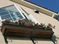 flowers at the window