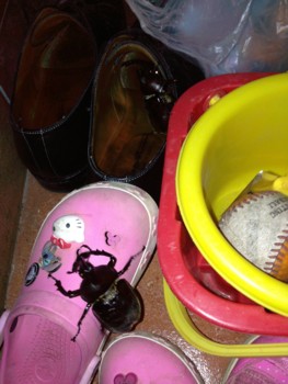 f:id:Horka:20130614231903j:image f:id:Horka:20130614231903j:image