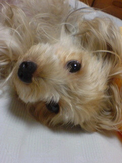 f:id:Hoshikazu:20061110204656j:image f:id:Hoshikazu:20061110204656j:image