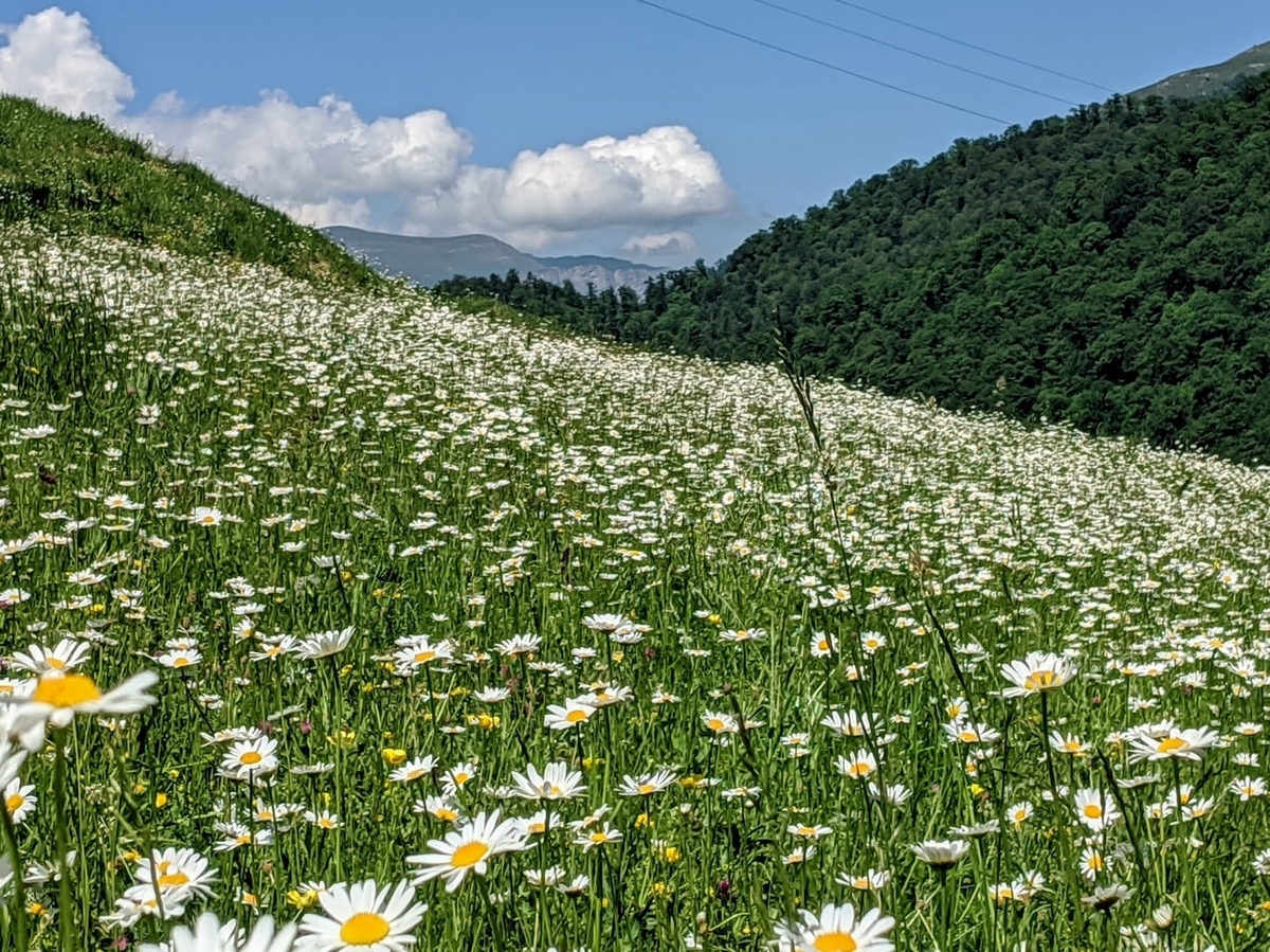 Refreshflower S Diary
