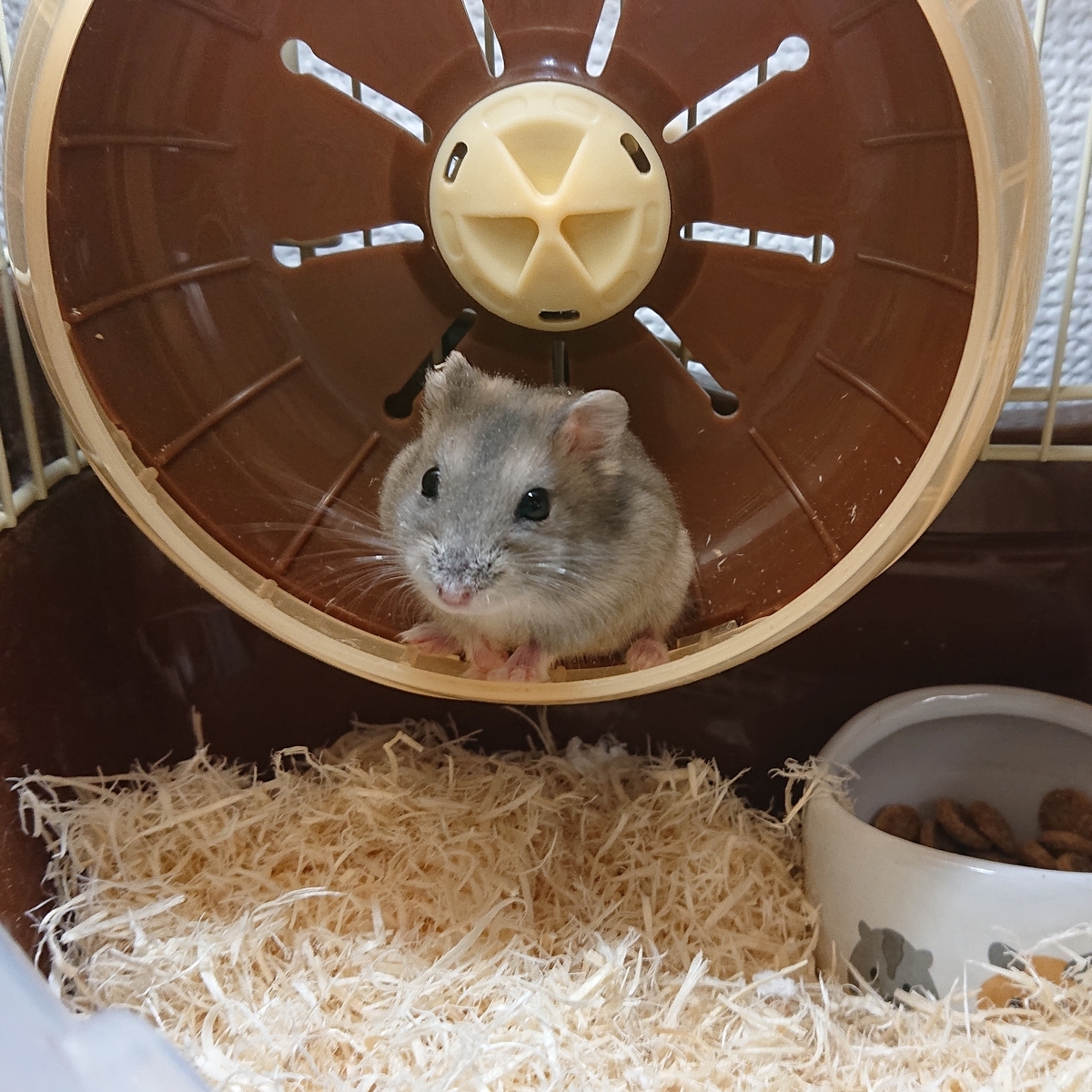 f:id:HuNK:20220223184211j:plain